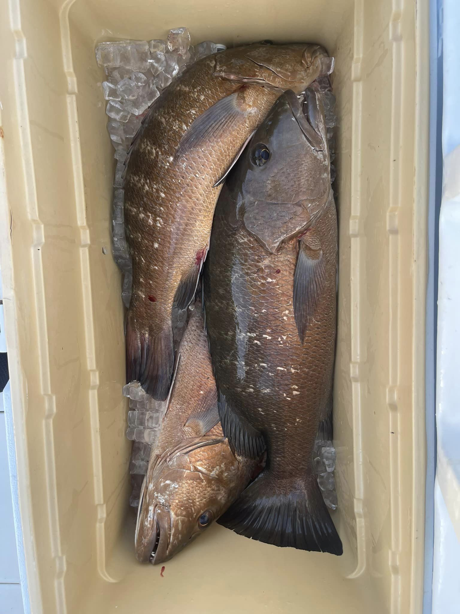 January Fishing Report In Islamorada 