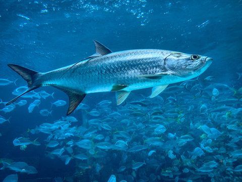 Islamorada Fishing | 4 Hour Charter Trip 